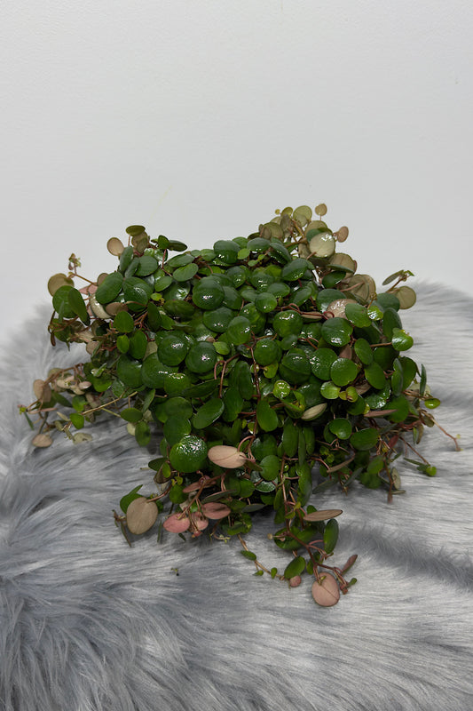 Peperomia Pepperspot