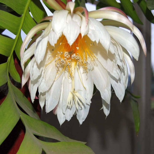 Epiphyllum Chrysocardium