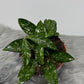 Hoya Crassipetiolata Splash