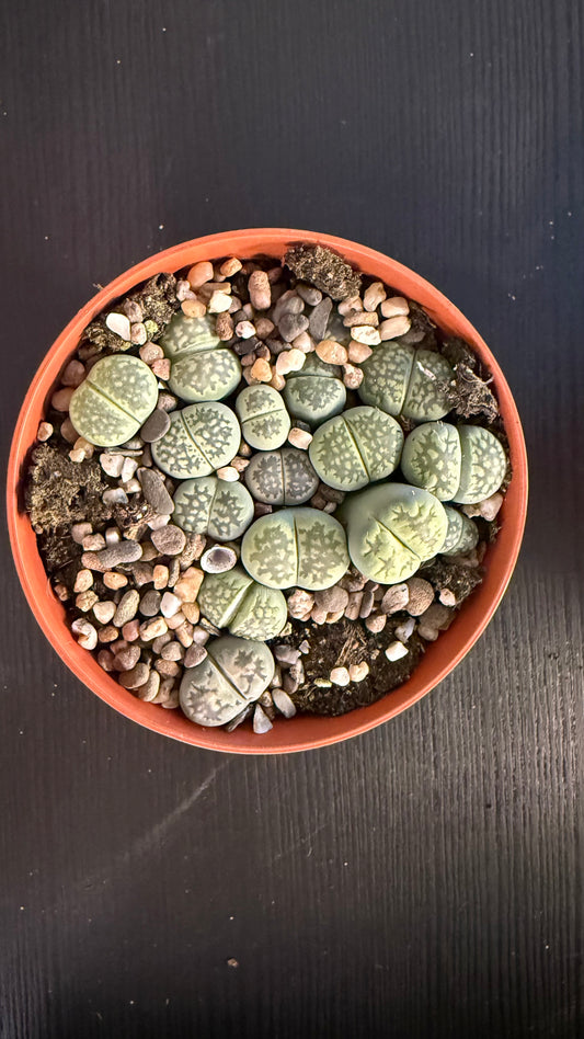 Lithops 4
