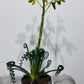 Albuca Friz Sizzle