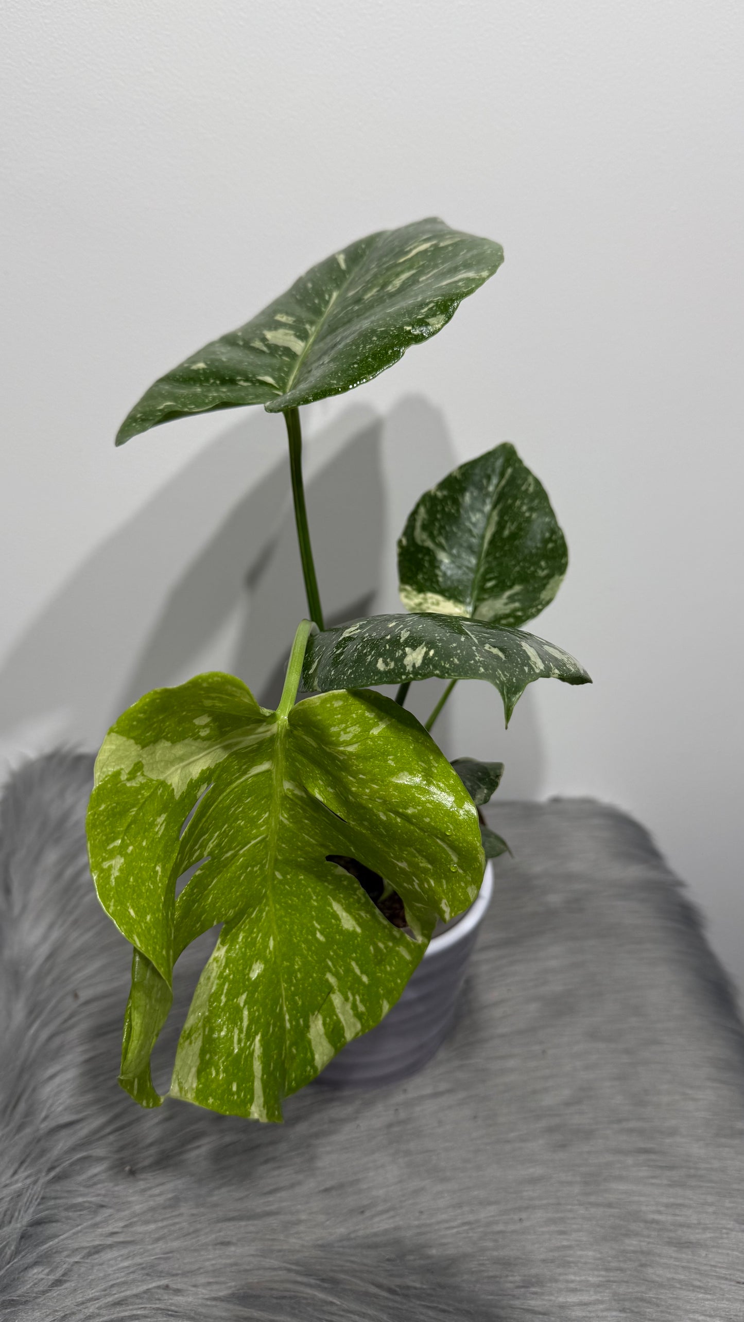 Monstera Thai Constellation