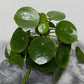 Pilea Peperomoides - www.augi-plants.lv