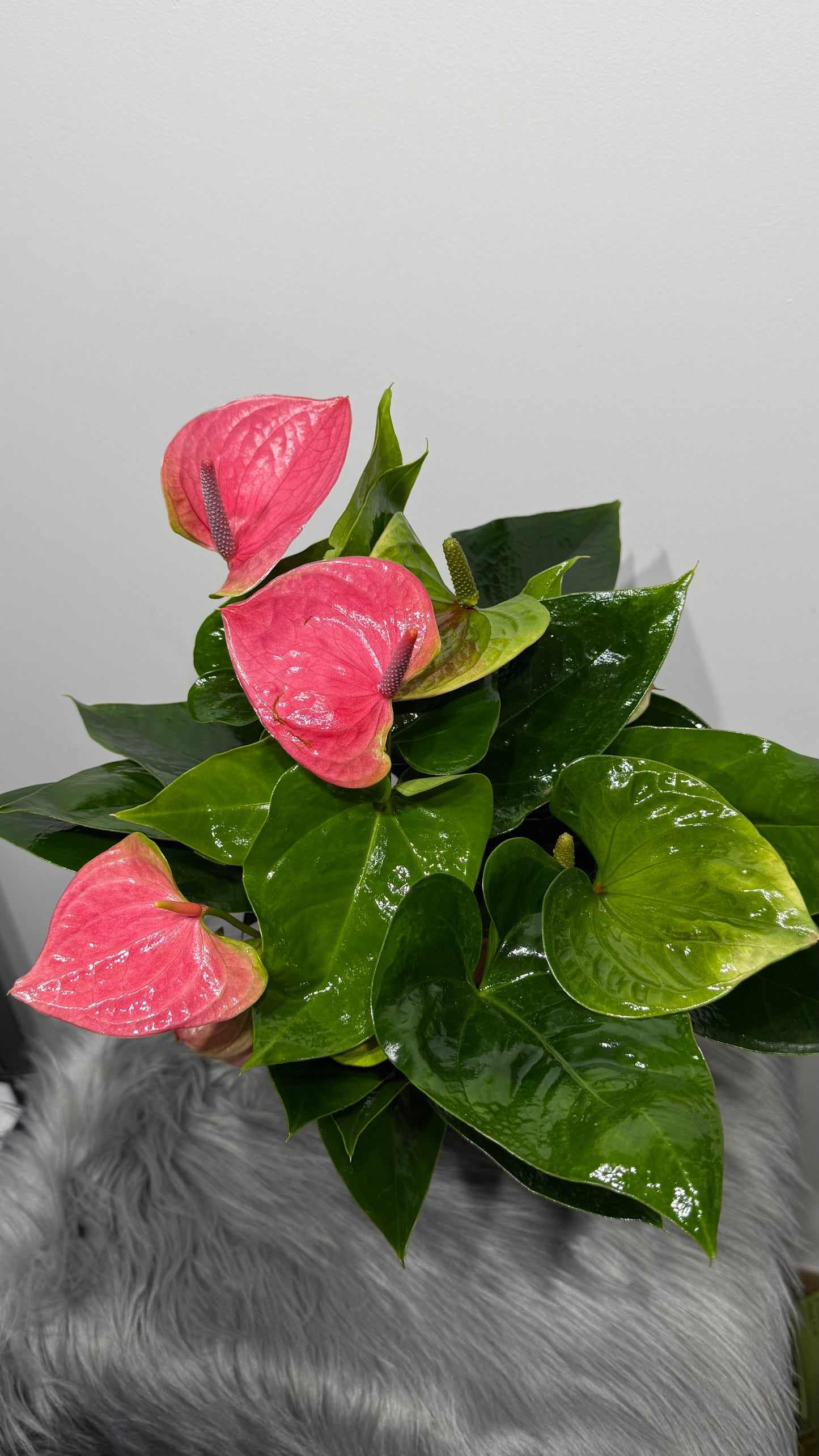 Anthurium Pink oval