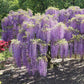 Wisteria Amethyst Fall