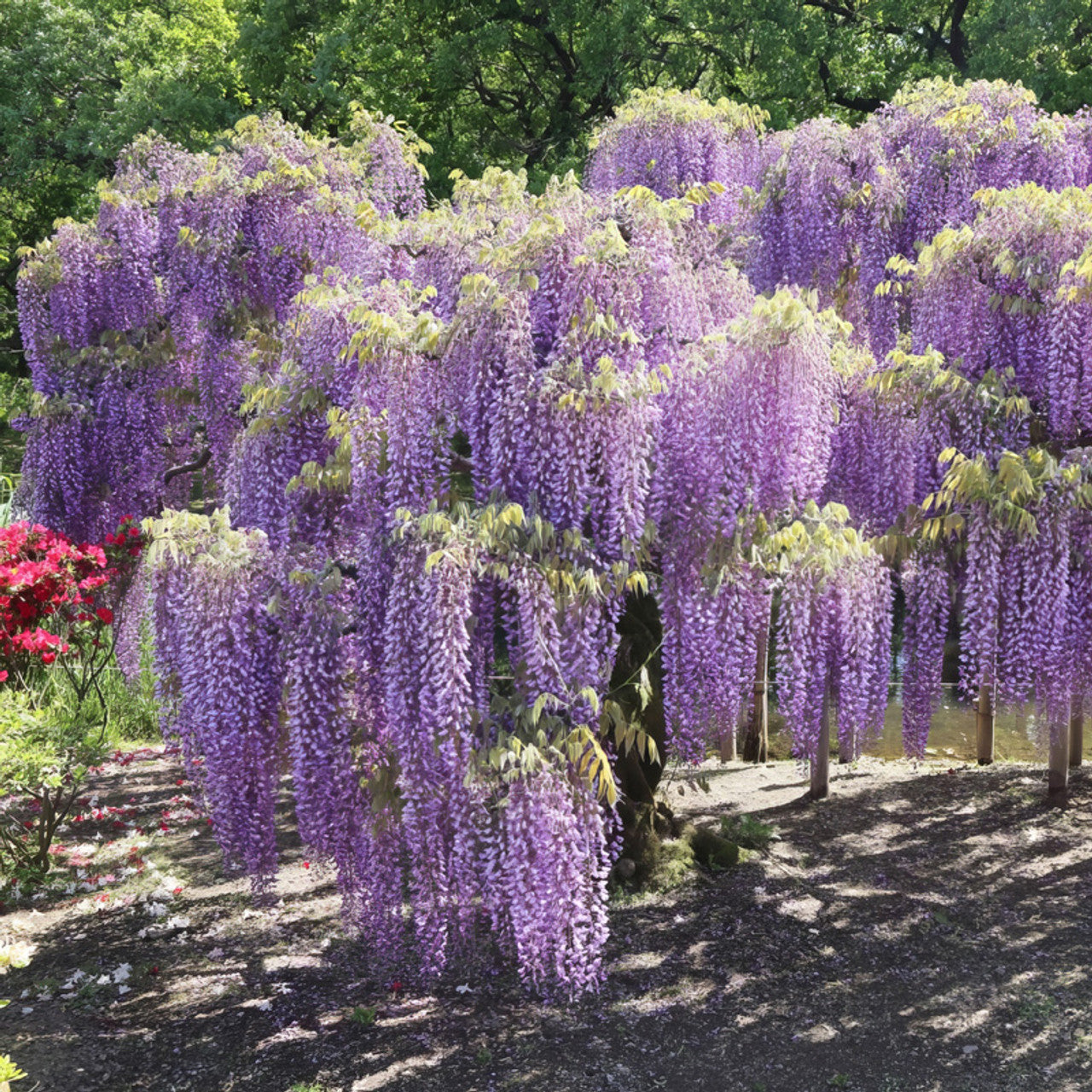 Wisteria Amethyst Fall
