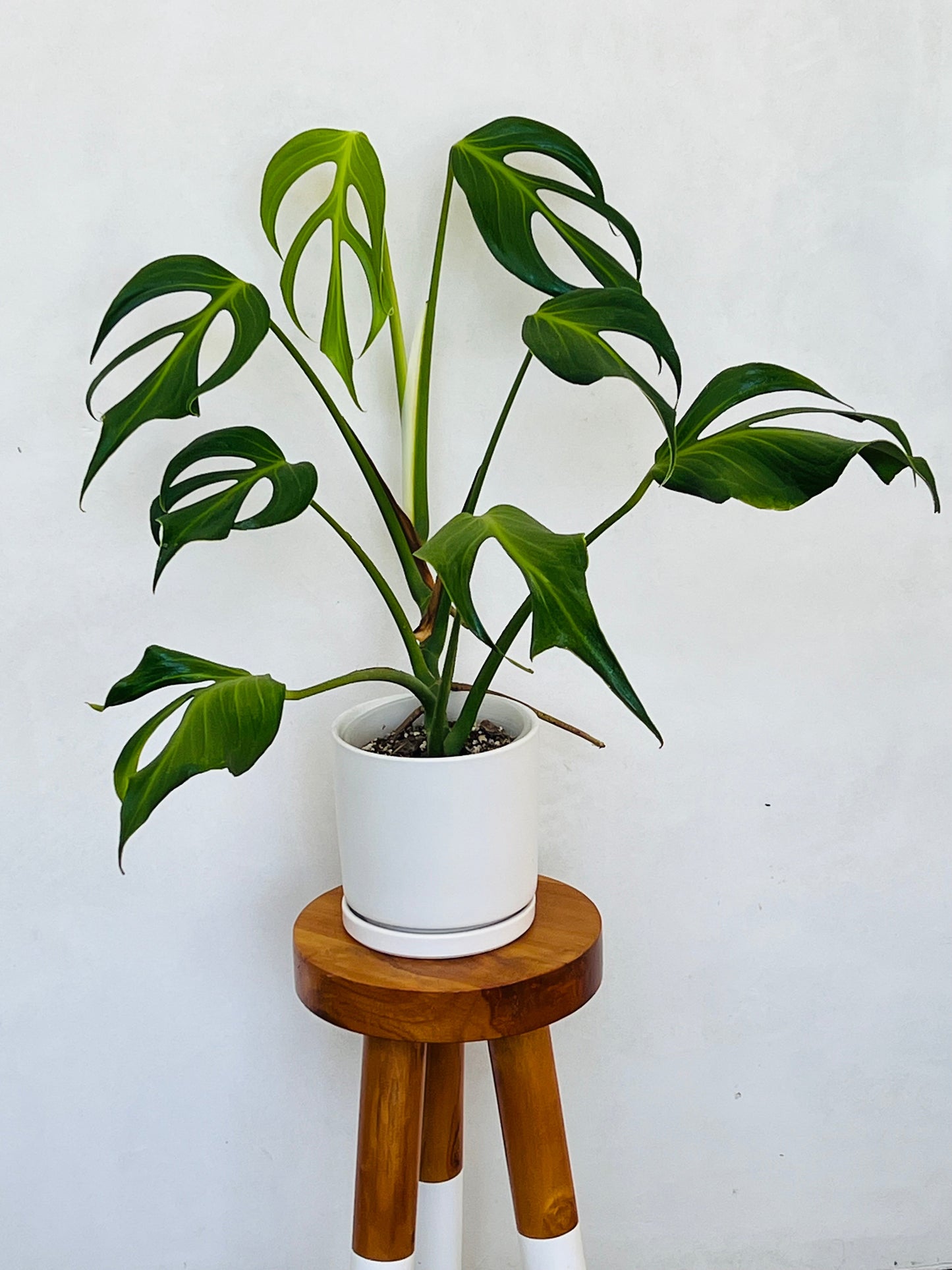 Monstera Burle Marx Flame