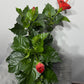 Hibiscus sarkans - www.augi-plants.lv