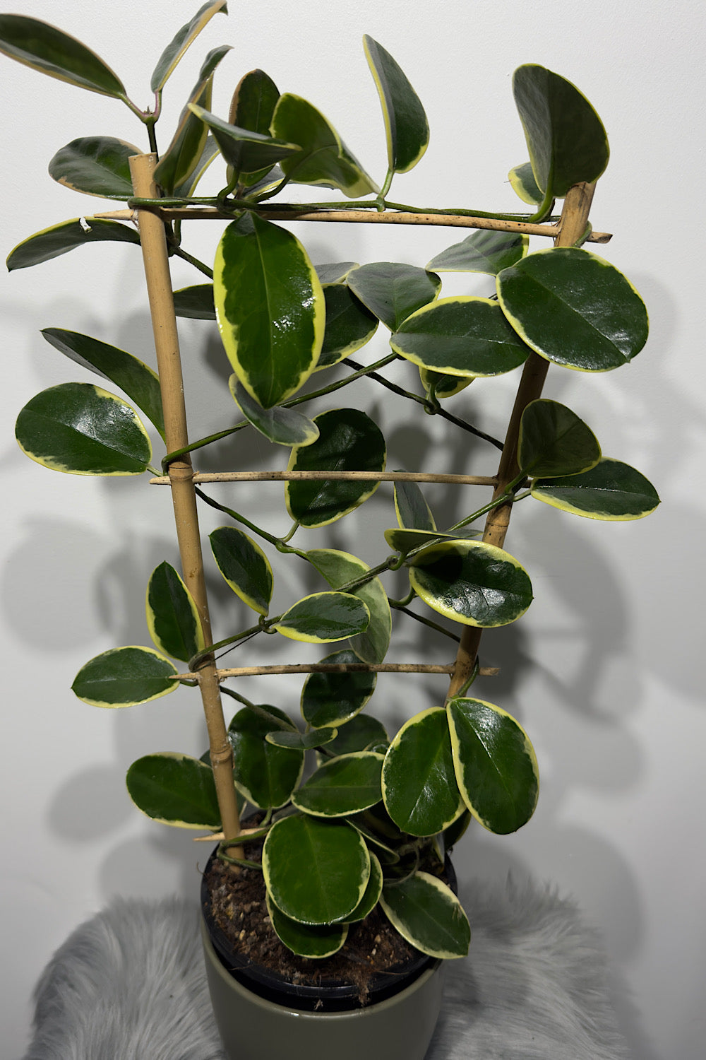 Hoya Australis Blondie