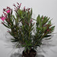 Oleander 2