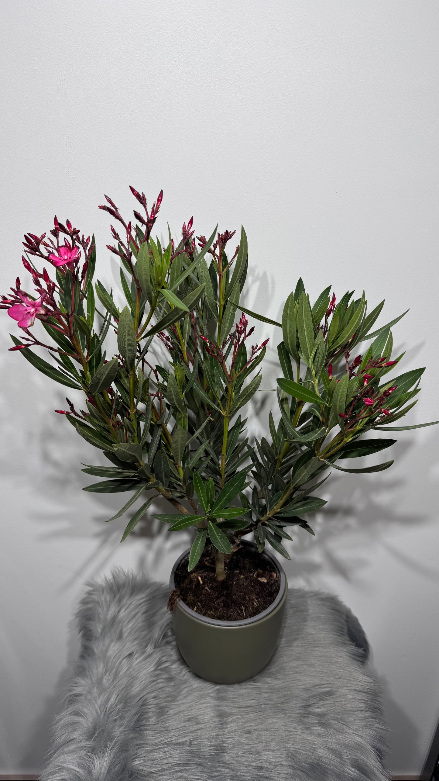 Oleander 2