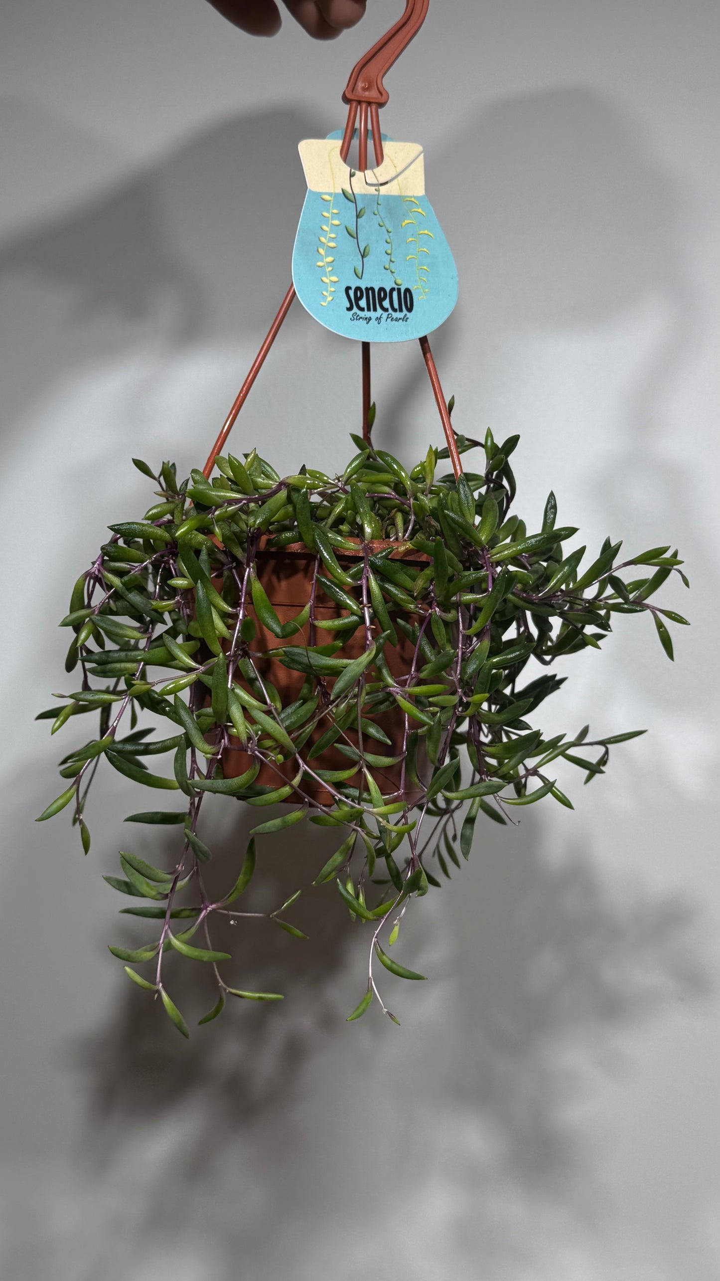 Senecio Purple Flush