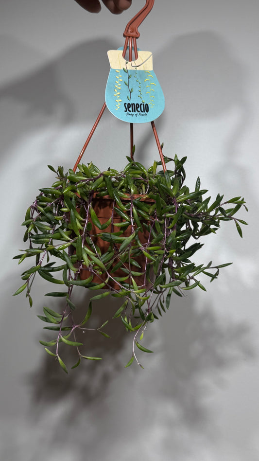 Senecio Purple Flush