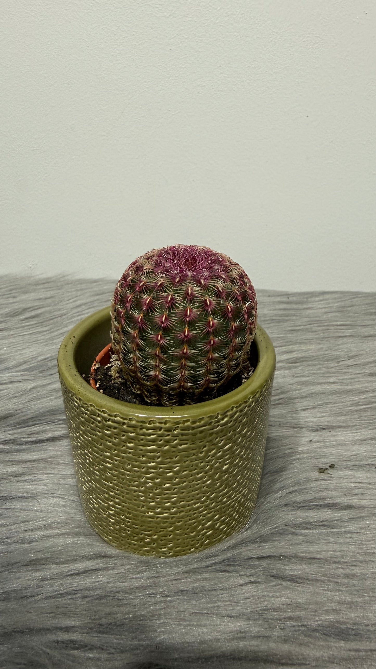 Echinocereus Rubrispinus