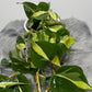 Philodendron Cream Splash