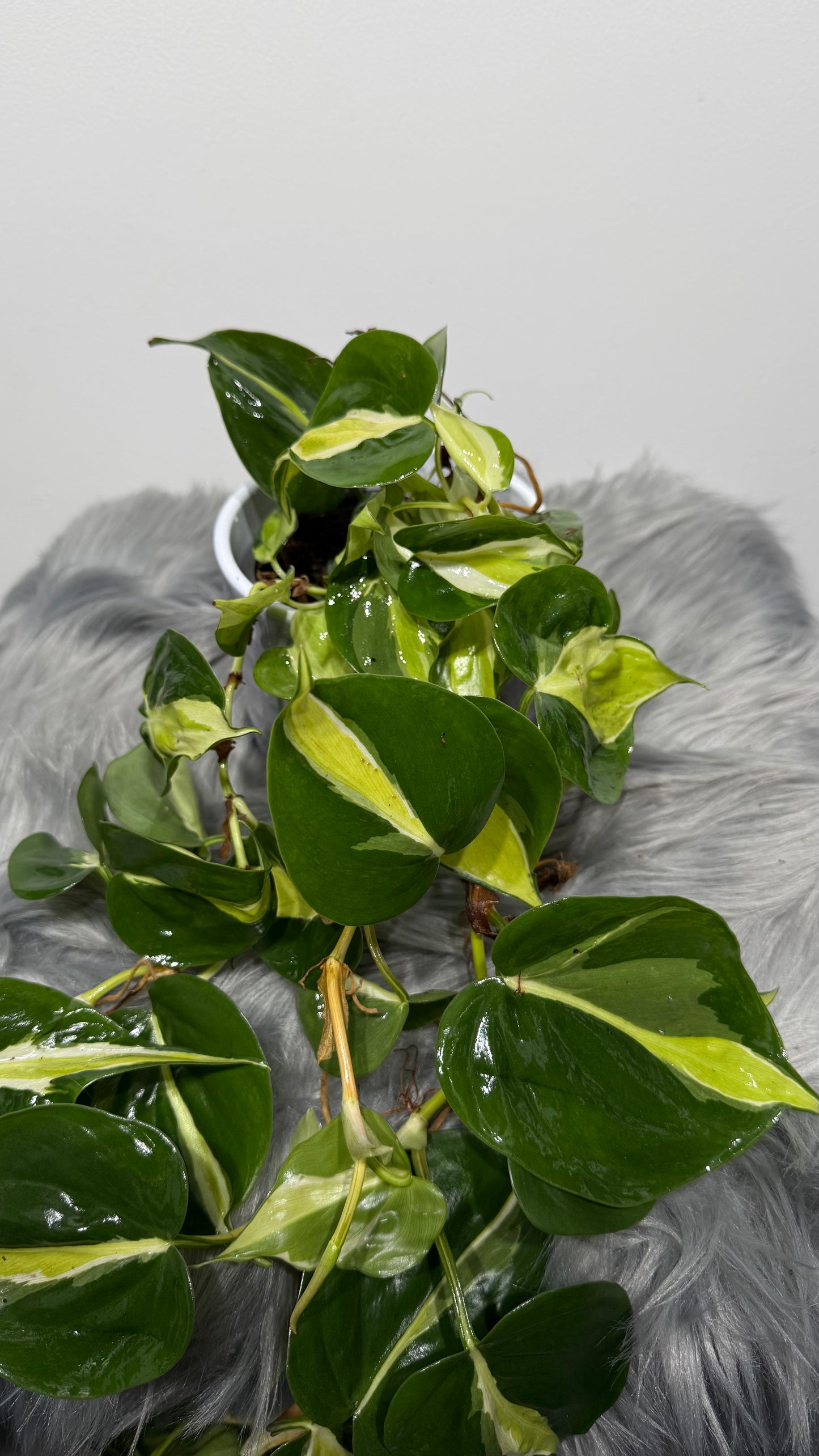 Philodendron Cream Splash
