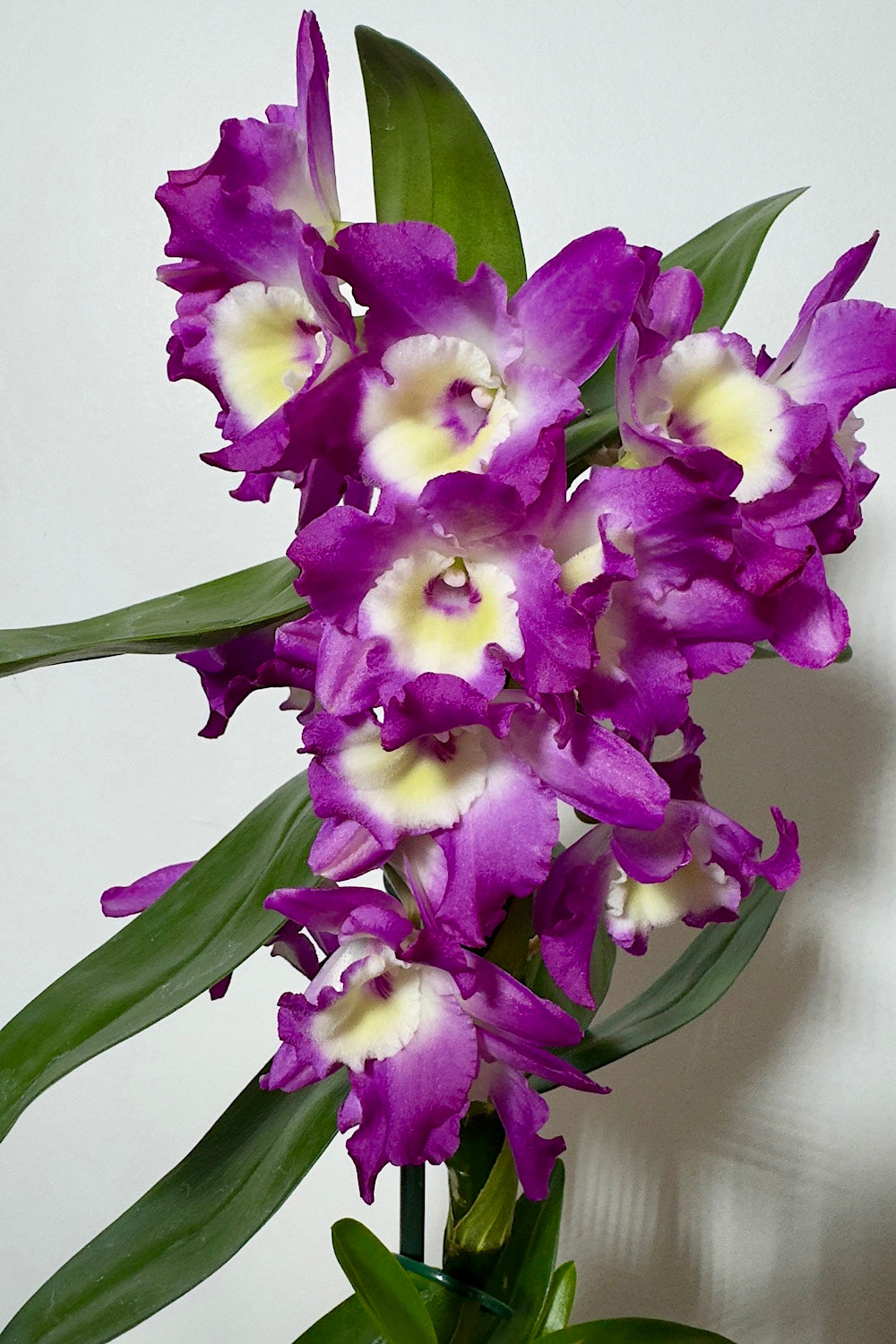 Orhideja Dendrobium Nobile