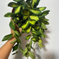 Hoya 'DS-70' - www.augi-plants.lv
