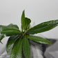 Philodendron Campii