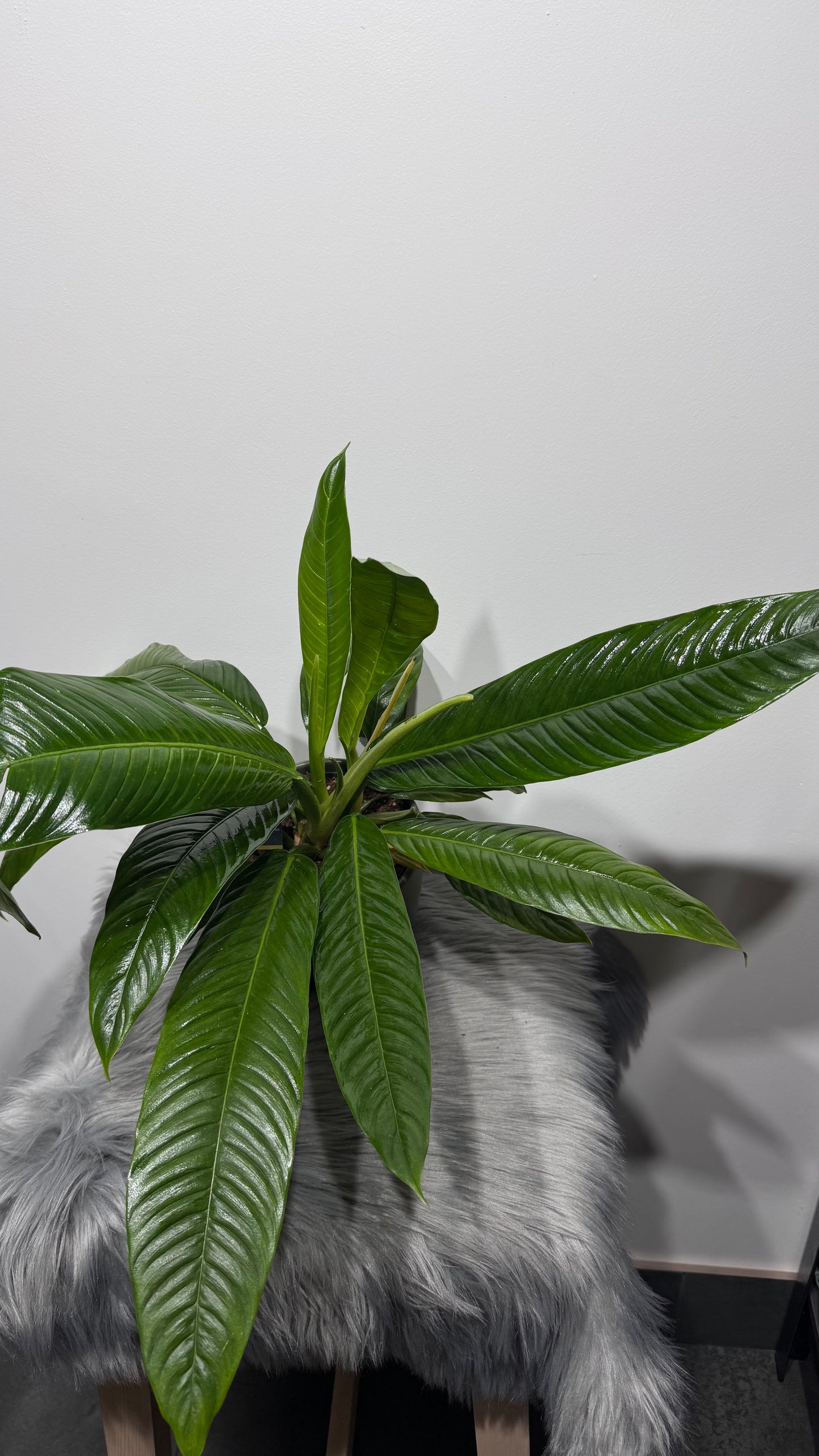 Philodendron Campii