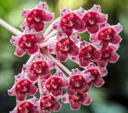 Hoya 'Rosita'