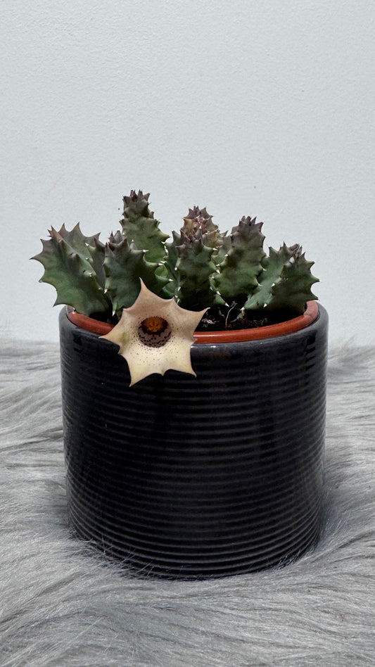 Stapelia 4