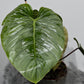 Philodendron sodiroi