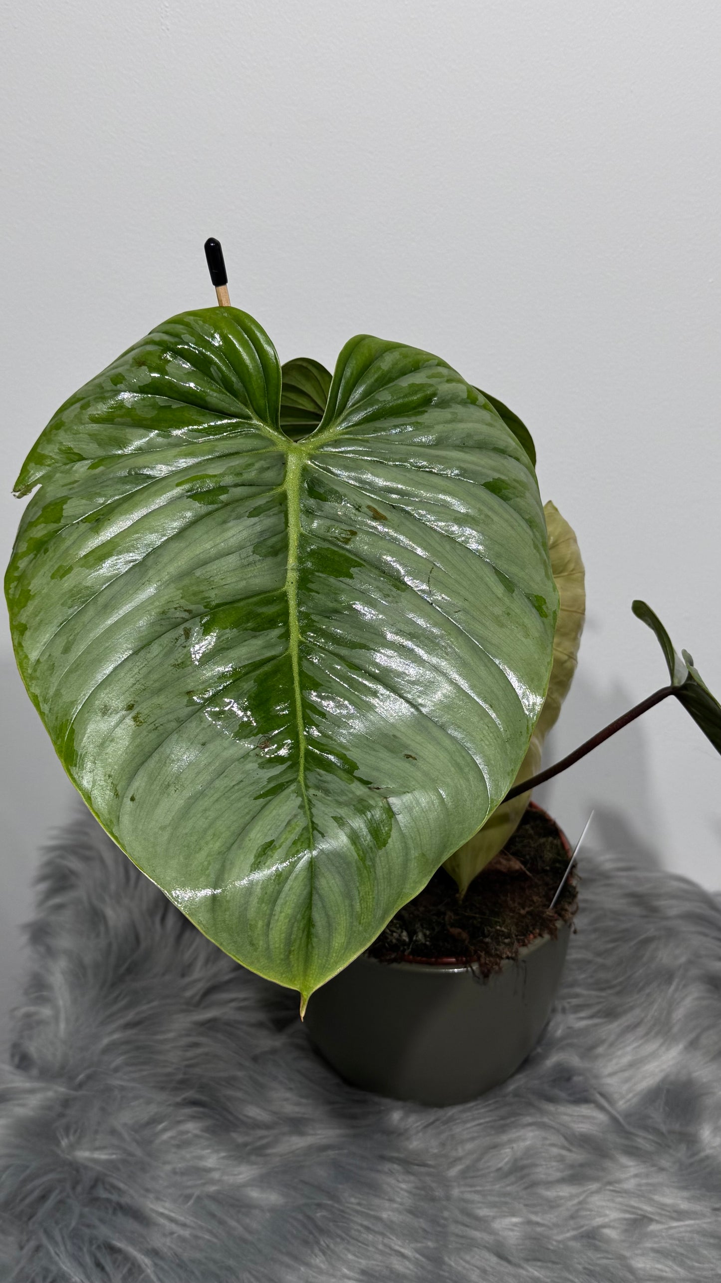 Philodendron sodiroi