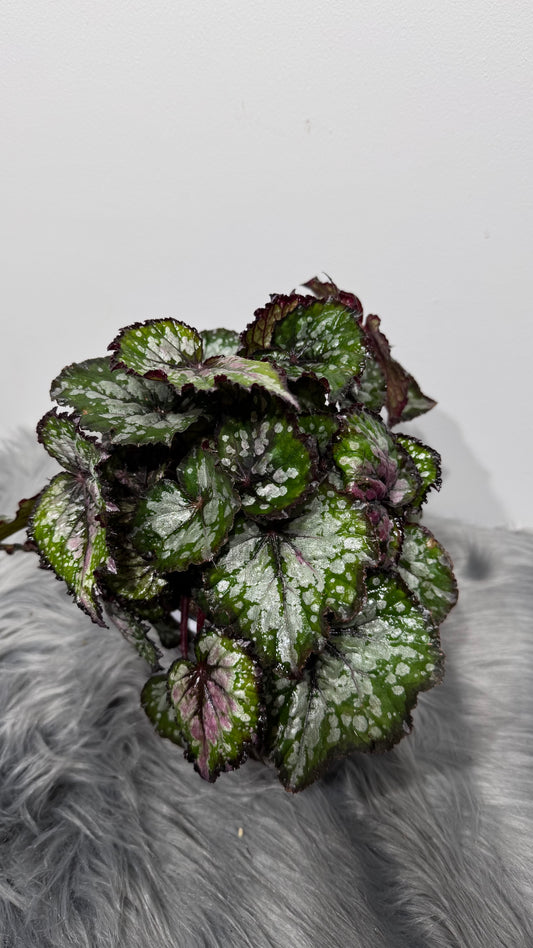 Begonia Bastella