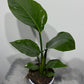 Strelitzia Nicolai - www.augi-plants.lv