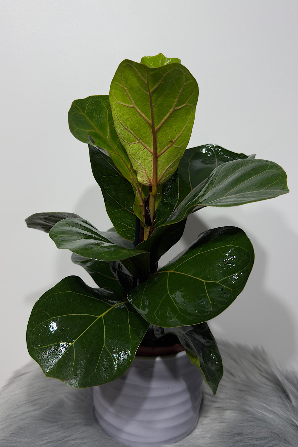 Ficus Lyrata Bambino
