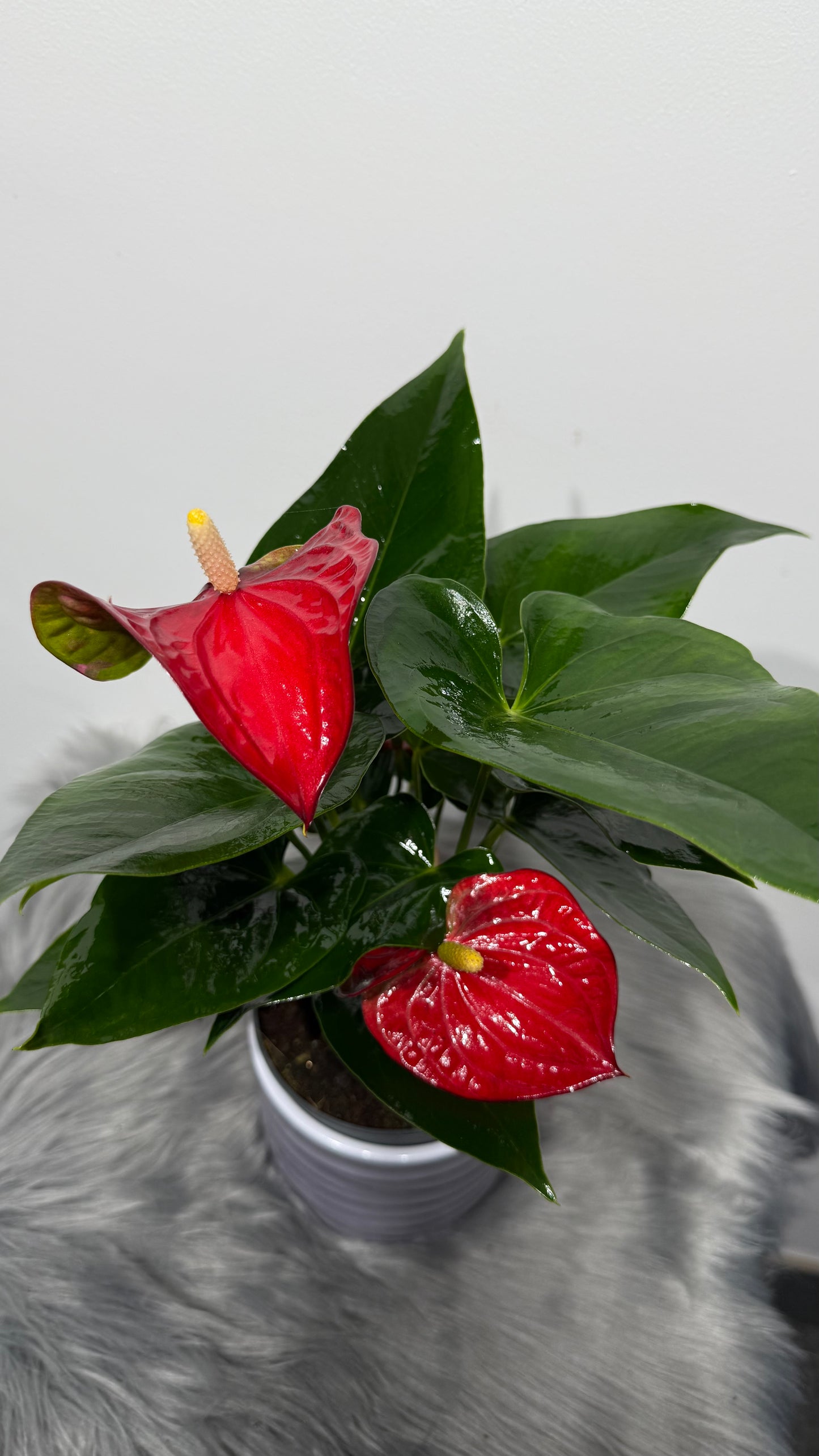Anthurium Red