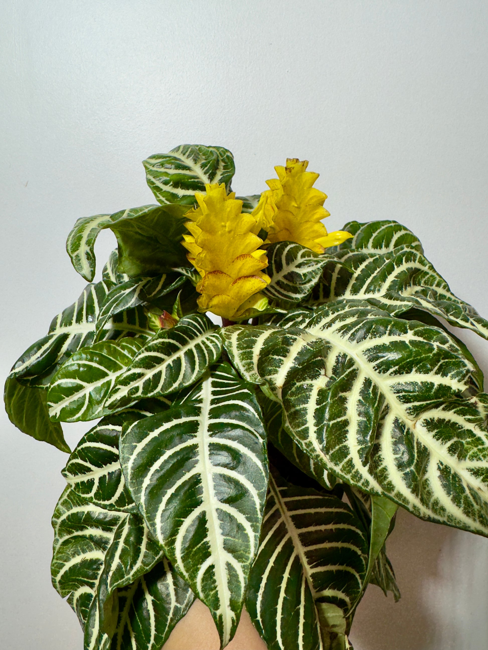 Aphelandra Dania - www.augi-plants.lv