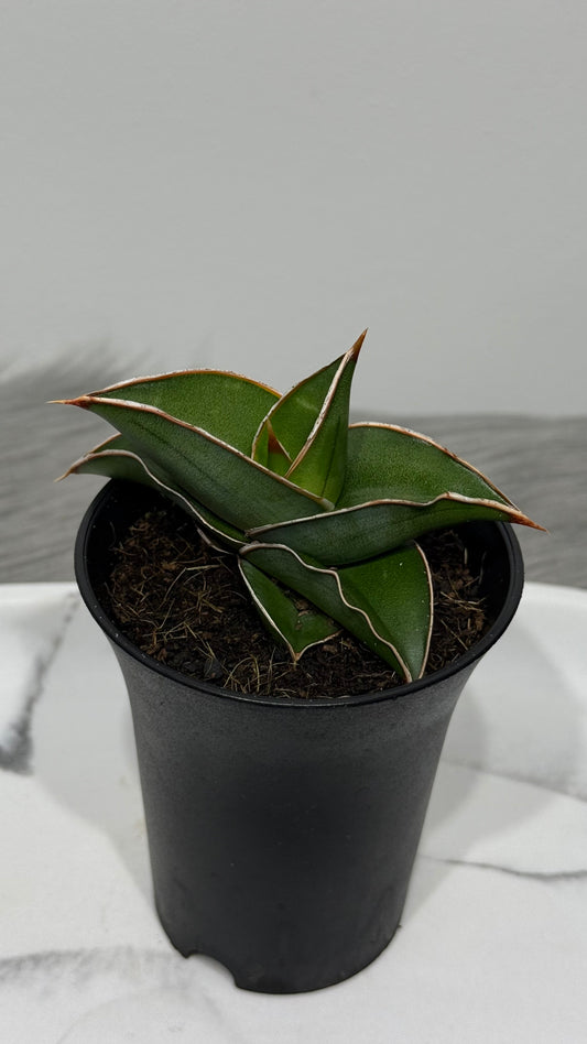 Sansevieria Almond Silver Sweet