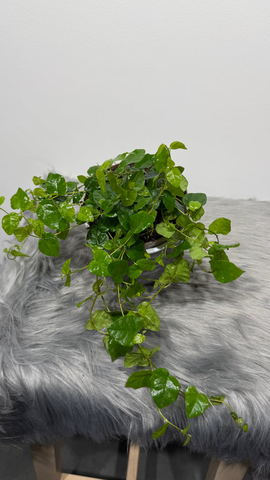 Ficus pumila Green Sunny