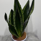 Sansevieria trifasciata Whitney - www.augi-plants.lv