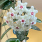 Hoya Mathilde Splash - www.augi-plants.lv