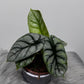 Alocasia Silver Dragon - www.augi-plants.lv