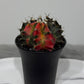 Gymnocalycium mihanovichii variegata - www.augi-plants.lv