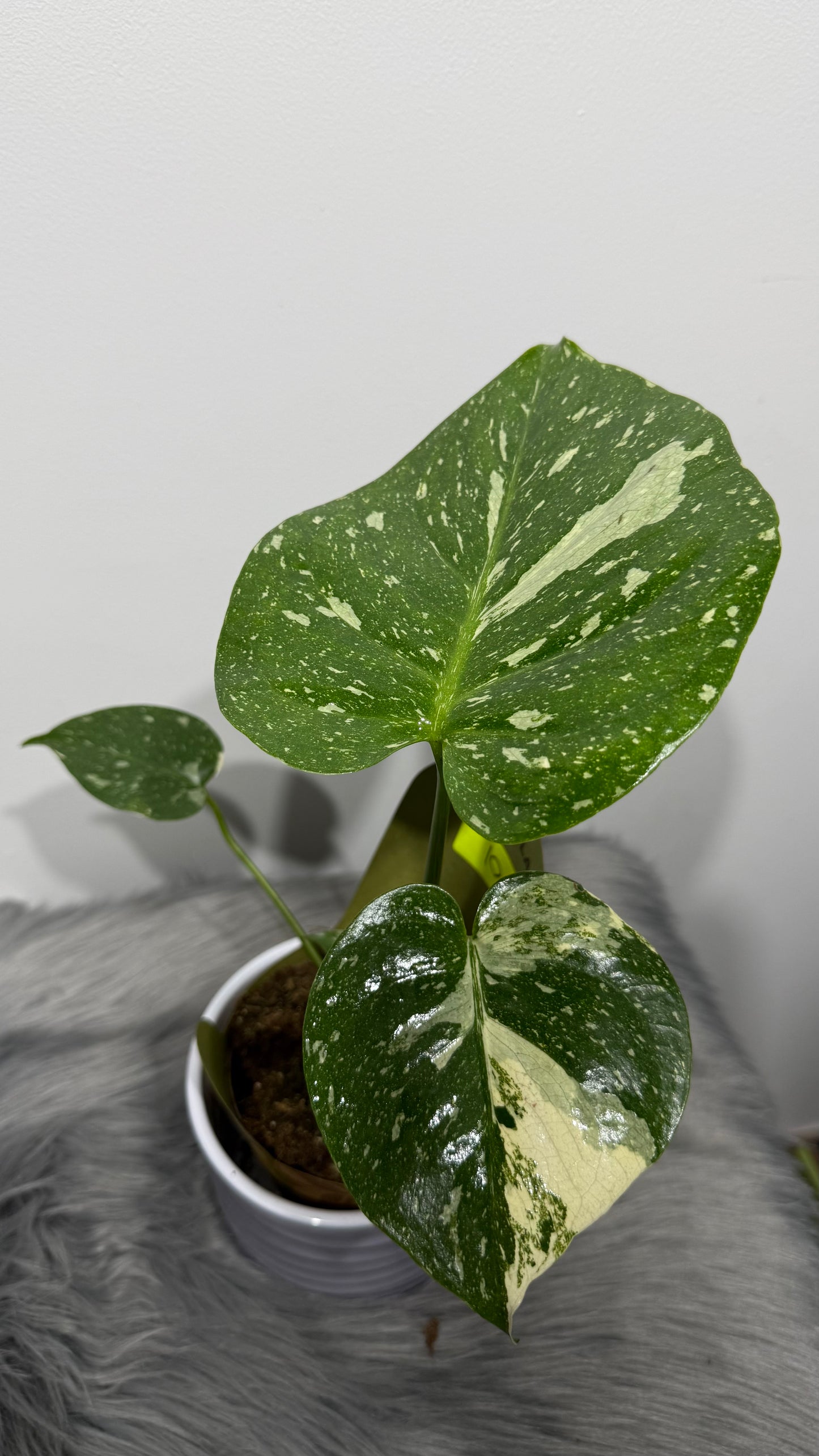 Monstera Thai Constellation