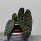 Anthurium Luxurians