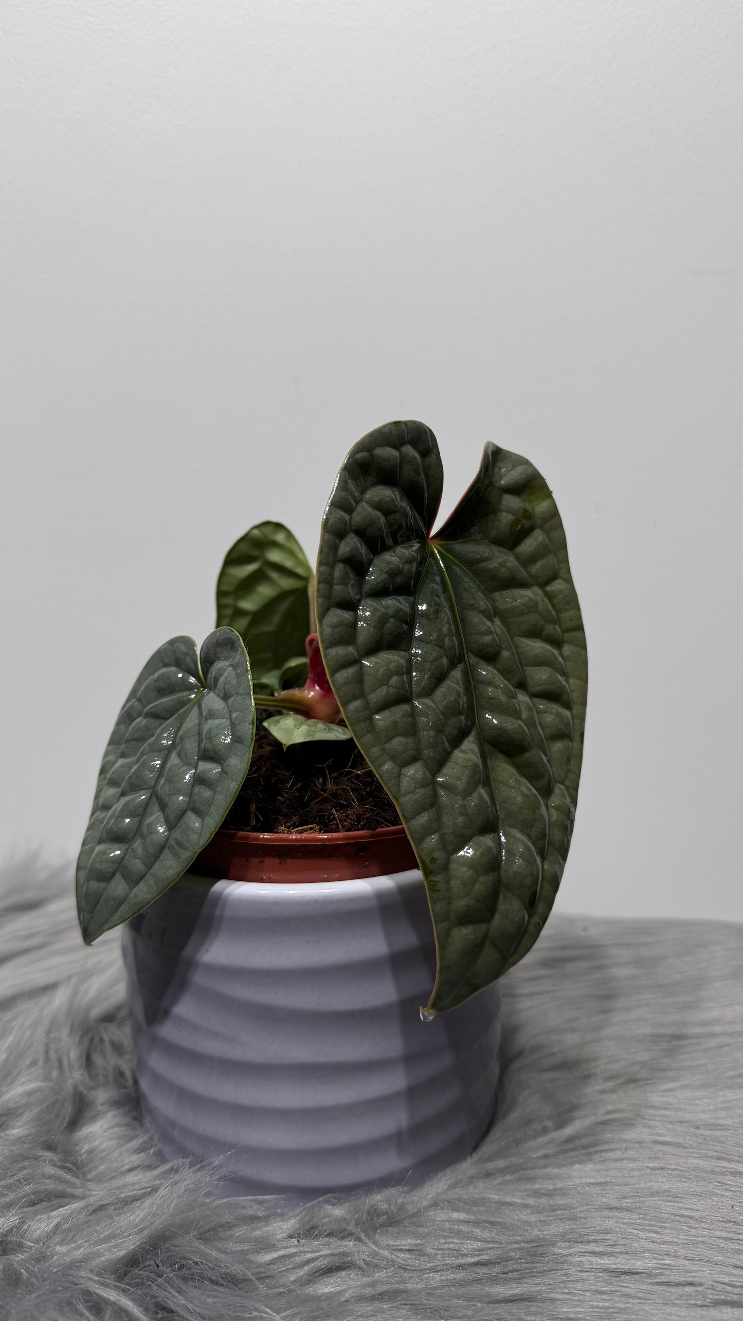 Anthurium Luxurians