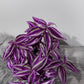 Tradescantia Pink Paradise