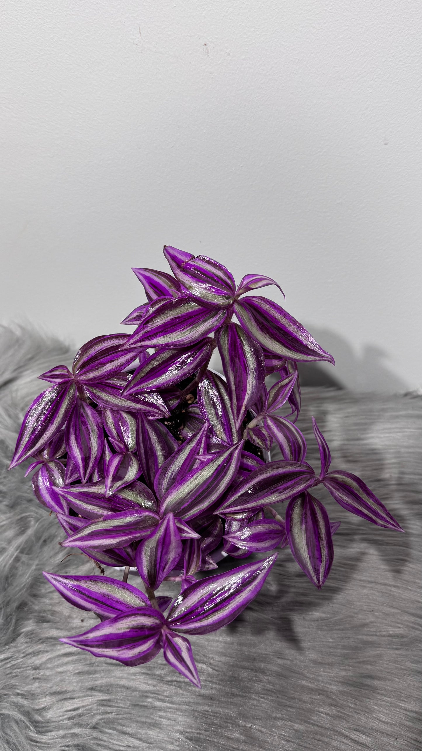 Tradescantia Pink Paradise