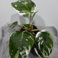 Philodendron 'White Princess'