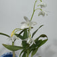 Orhideja Dendrobium Kingeanum SMARŽO! - www.augi-plants.lv