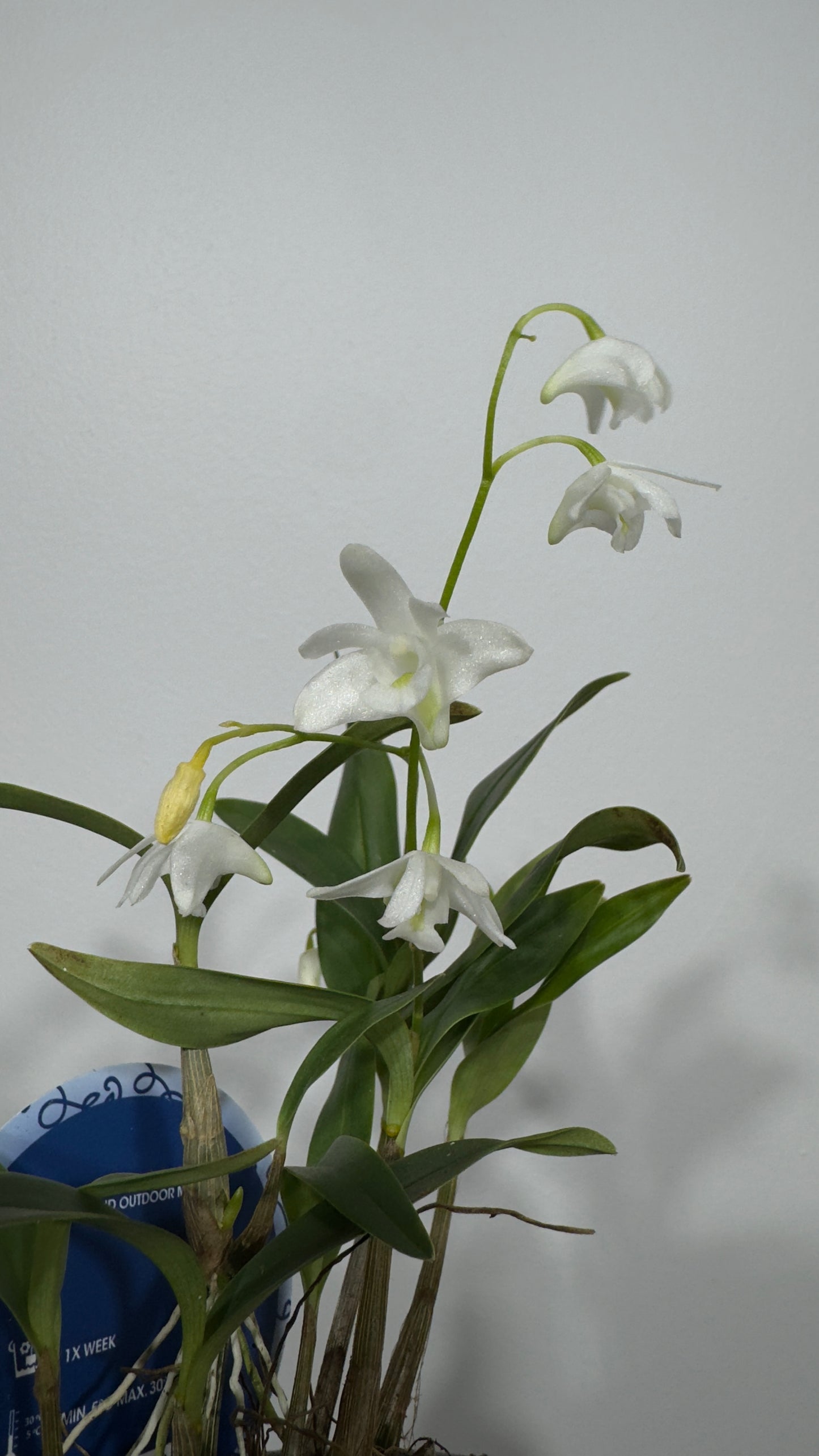 Orhideja Dendrobium Kingeanum SMARŽO! - www.augi-plants.lv