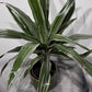 Dracaena Warneckei