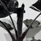 Alocasia Antoro Velvet