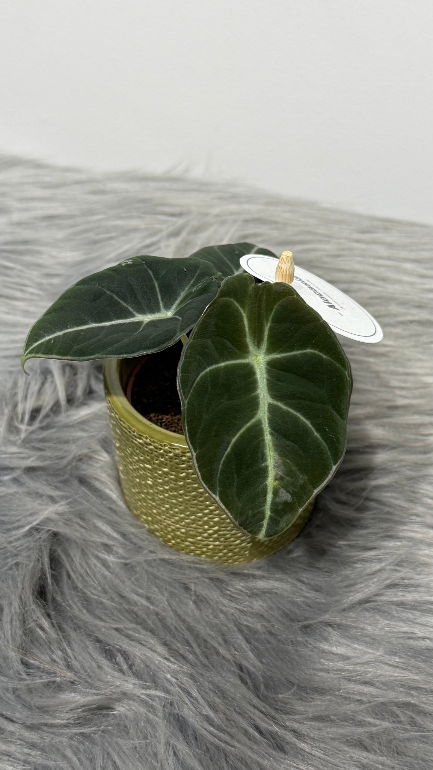 Alocasia 'Black Velvet'